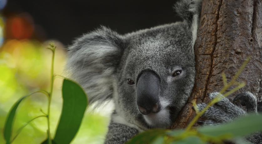 Koalas to call the Netherlands home for the first time ever with