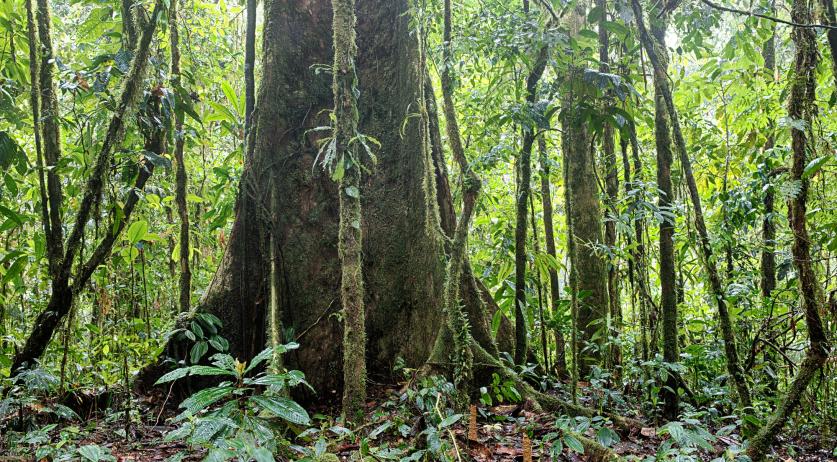 Colombia: Kinderen levend teruggevonden na 40 dagen in jungle;  Bij de zoekactie waren Nederlandse reddingsteams betrokken