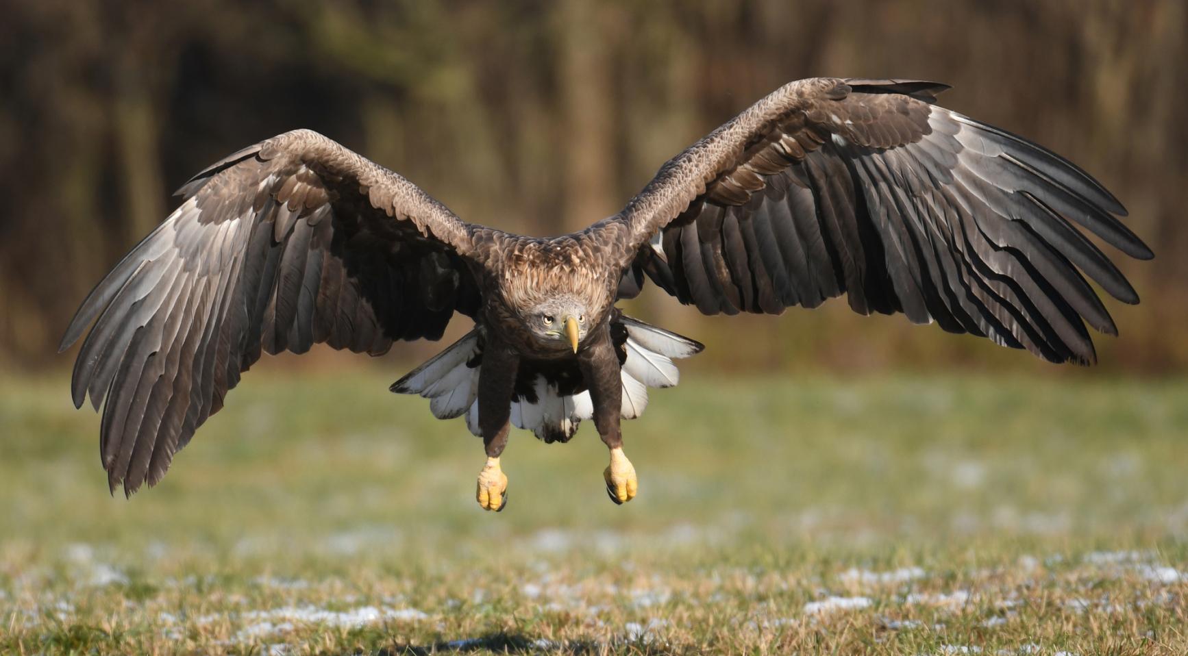Recordaantal van 88 eieren gelegd op Nederlandse vogelnestwebcams Recordaantal van 88 eieren gelegd op Nederlandse vogelnestwebcams