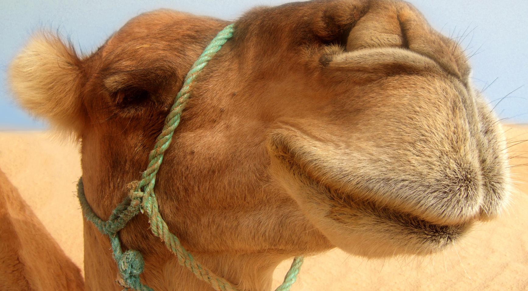No, camel poop does not help cure diarrhea, scientists say | NL Times