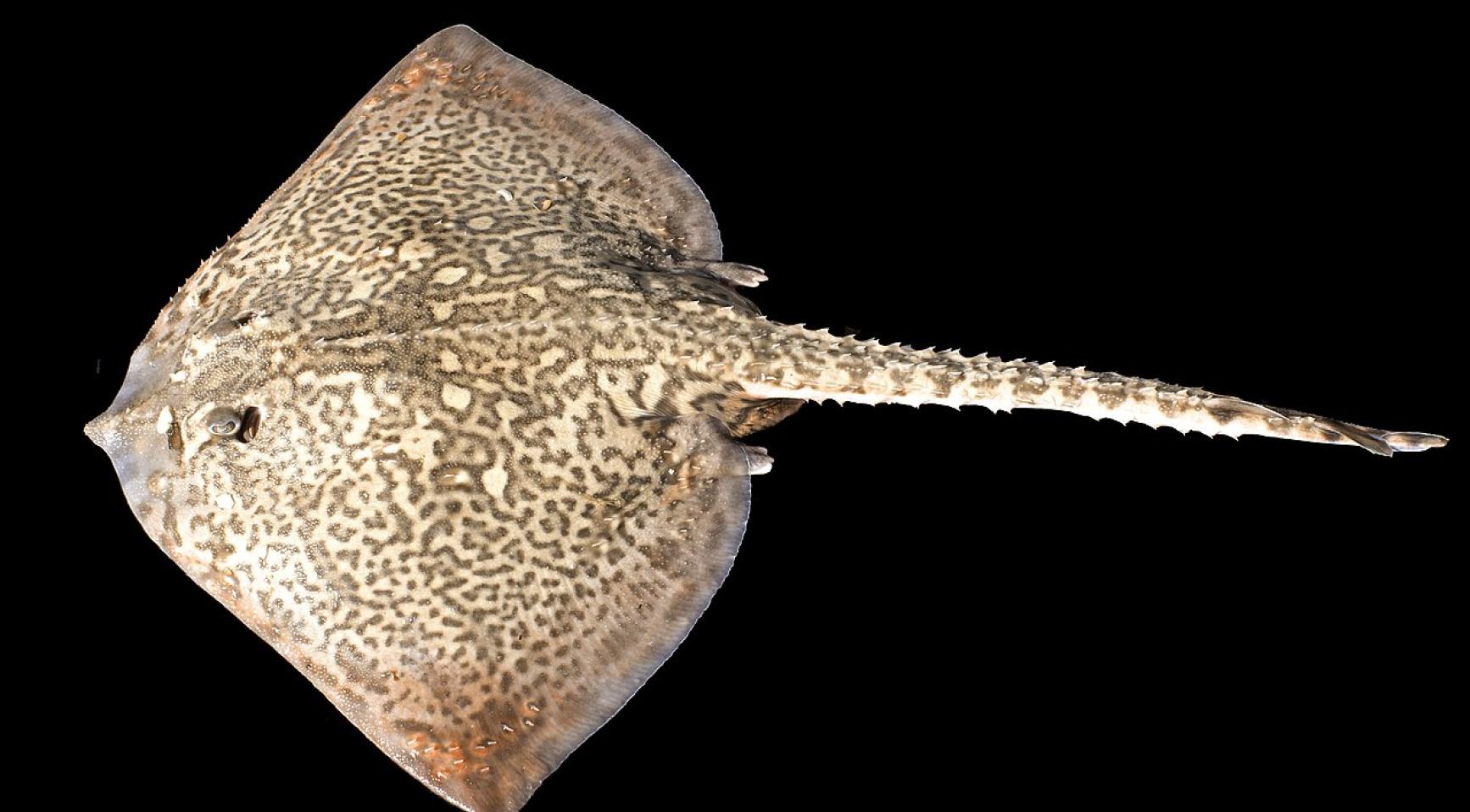 Inter-tidal areas like Wadden Sea important for sharks, rays: Dutch ...