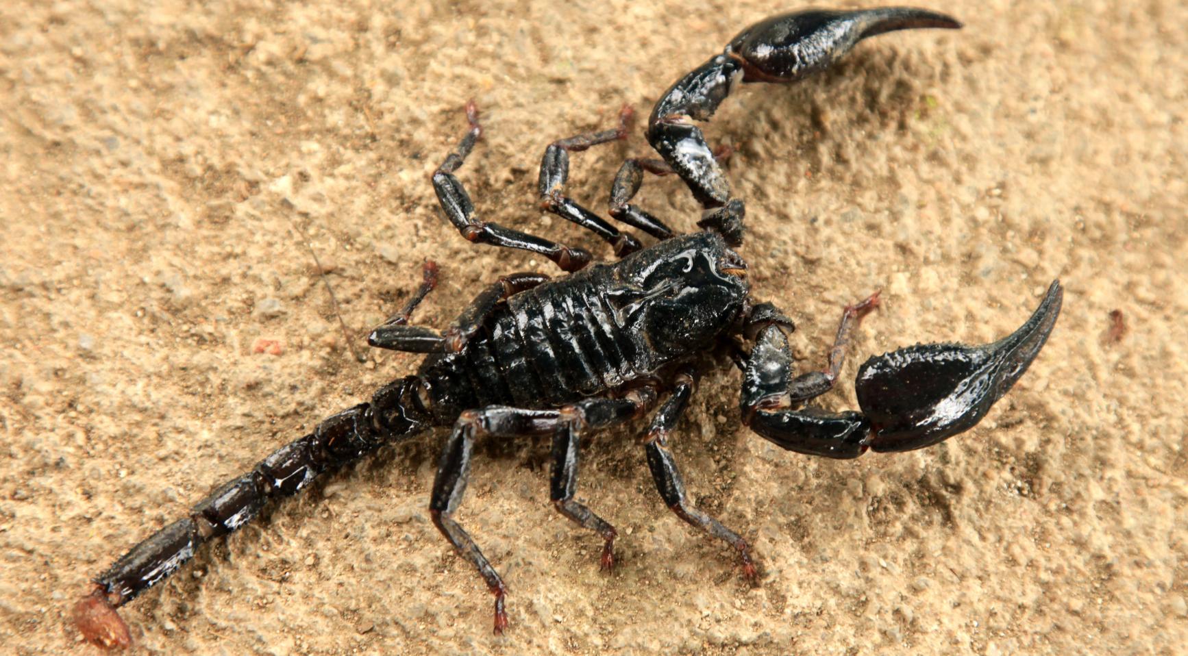 Tilburg girl finds live scorpion in backpack ordered from Shein