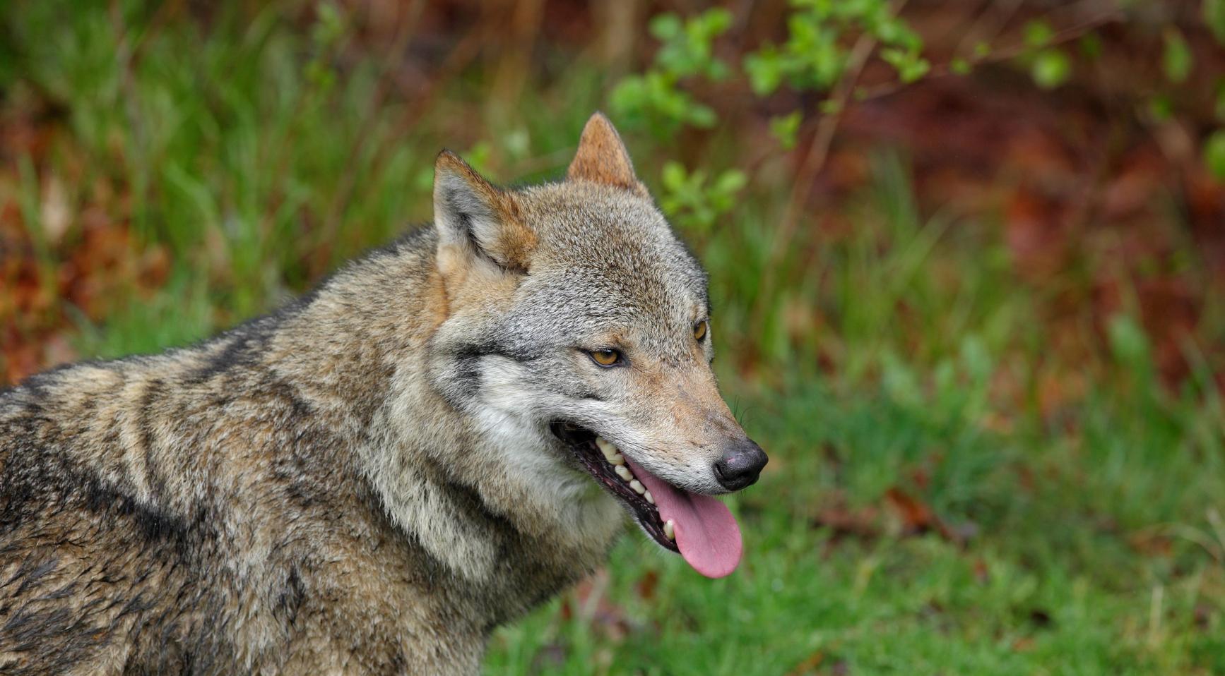 741 livestock attacked by wolves in 2025, Gelderland most affected