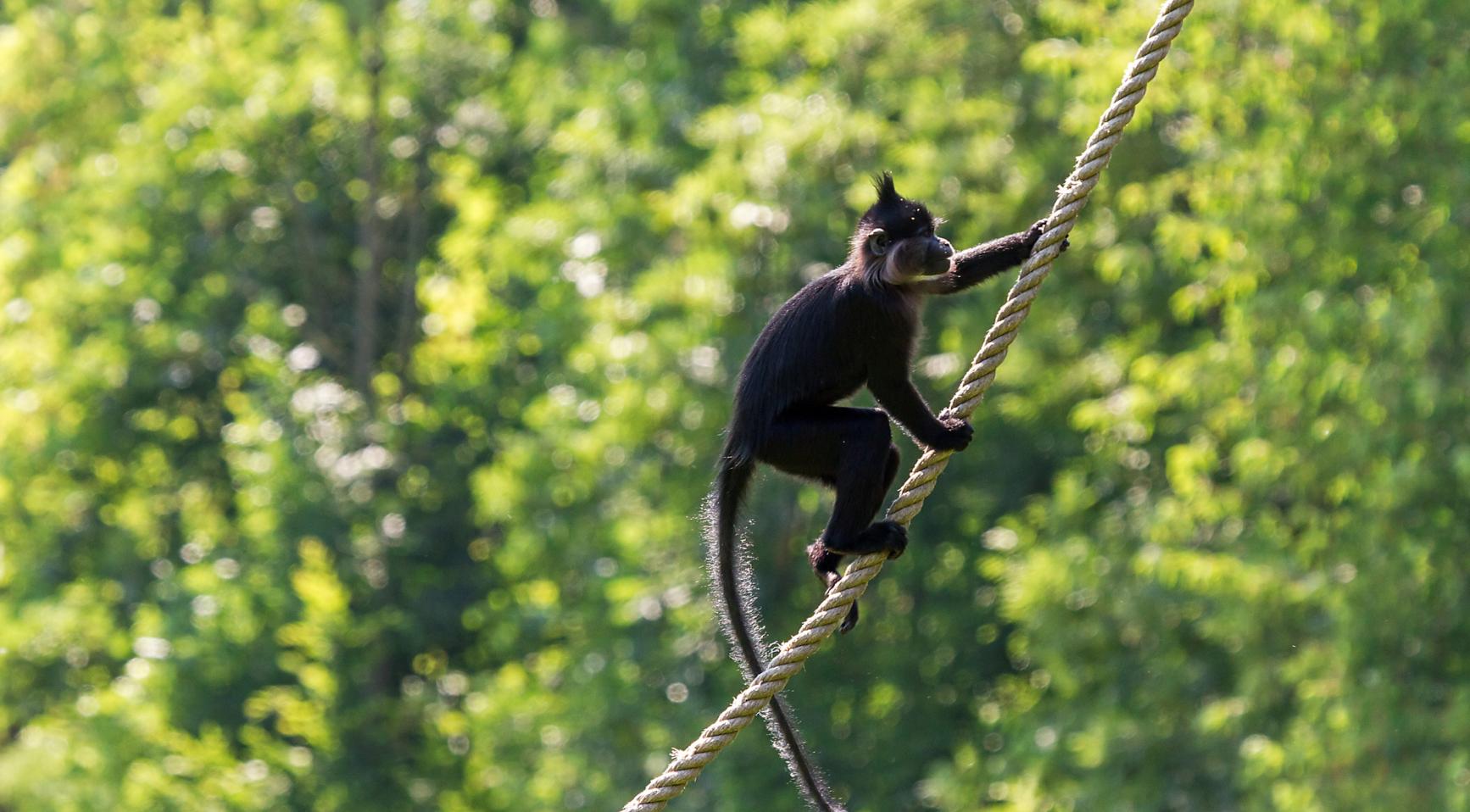 Monkey on the loose in Hilvarenbeek after Beekse Bergen escape Monkey on the loose in Hilvarenbeek after Beekse Bergen escape