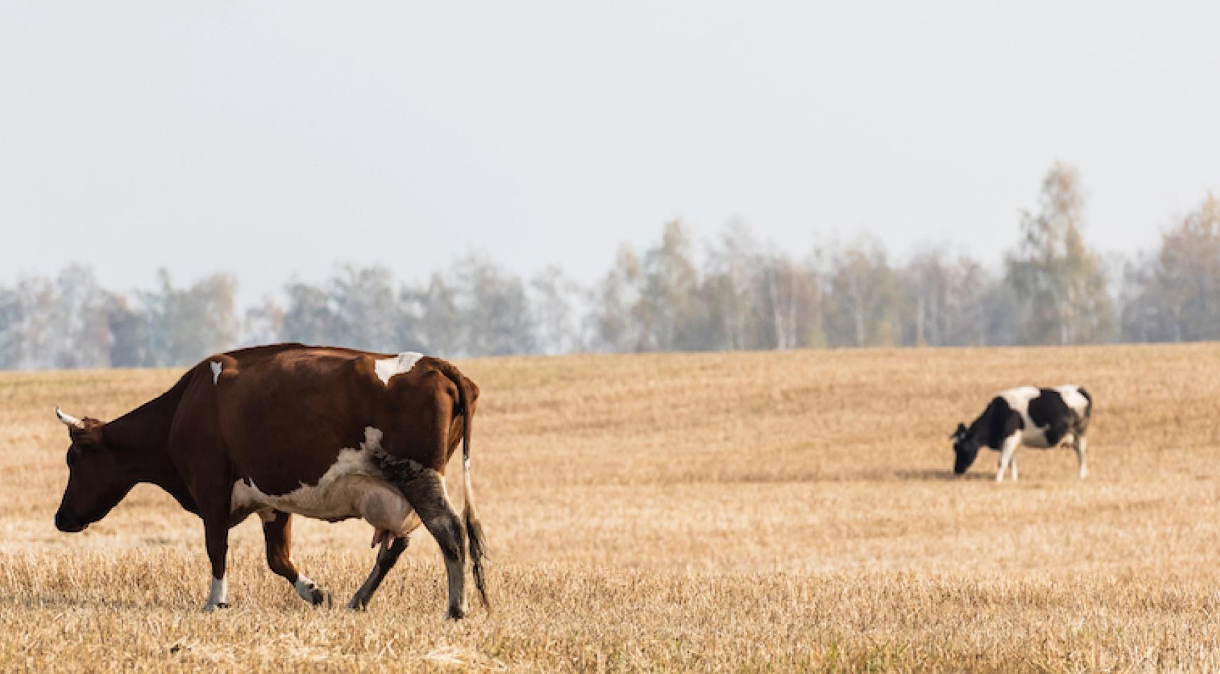 GPS collars test “virtual fences” for cows in Netherlands, raising welfare questions