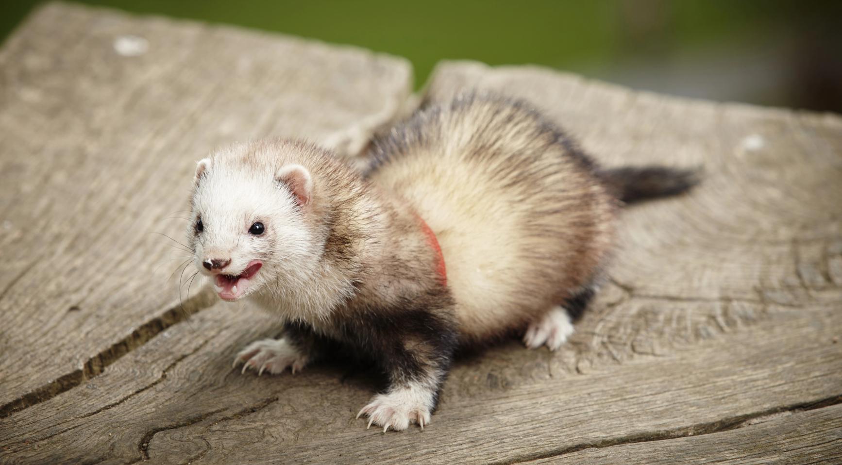 Video: Amsterdam rules out ferret use in rat control, calling snap traps more humane