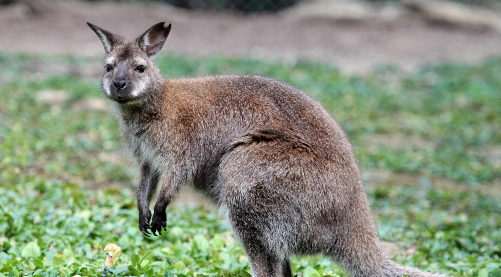 Ontsnapte wallaby loopt vrij rond in Middenmeer, politie zoekt eigenaar Ontsnapte wallaby loopt vrij rond in Middenmeer, politie zoekt eigenaar