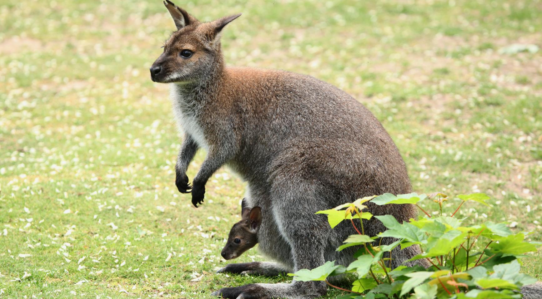 Video: Ontsnapte wallaby gevangen en teruggegeven aan eigenaar in Middenmeer
