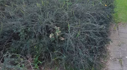 The location of a live military munition found buried next to a playground in Wageningen. July 20, 2020