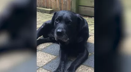 Scheveningen woods murder victim's dog