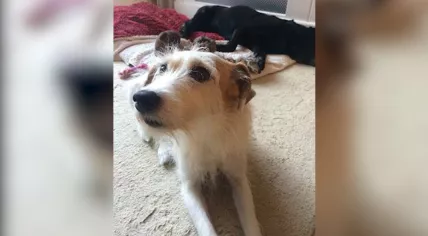 Scheveningen woods murder victim's dog