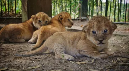 Lion cubs born at Beekse Bergen on 12 June 2017