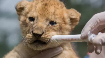 Lion cubs born at Beekse Bergen on 12 June 2017
