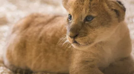 Lion cubs born at Beekse Bergen on 12 June 2017