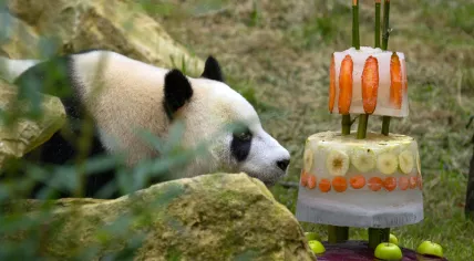 Giant panda Xing Ya with his birthday cake at Ouwehands Zoo, 8 Aug 2017
