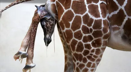 Baby giraffe born at Artis Zoo in Amsterdam, 7 Nov 2016