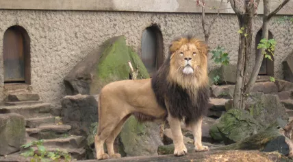 A lion at Artis Zoo in Amsterdam