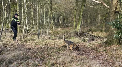 Police officer and sniffer dog search a wooded area