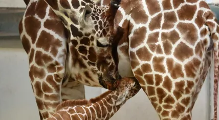 Baby giraffe born at Artis Zoo in Amsterdam, 16 Nov 2016