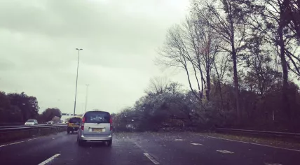 Fallen tree on A9 highway near Amstelveen blown over by first autumn storm of the season, 20 Nov 2016