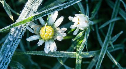 Frosty daisy