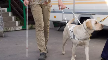 Guide dog