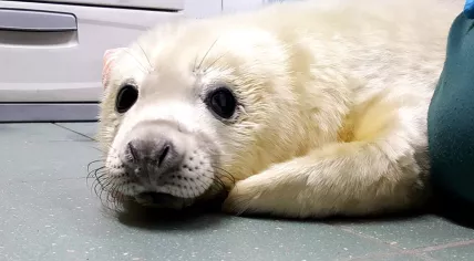 Seal pup Tio rescued from a road in Den Helder, 25 Dec 2016