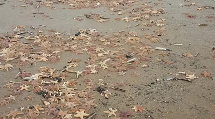 Hundreds of starfish wash up on Dutch shores, 27 Dec 2016