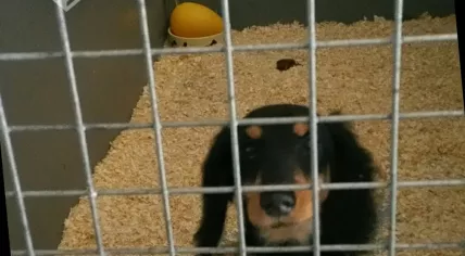 Live puppy found at a dog trader's warehouse in Holwerd. 23 dead dogs were found in the freezer, 12 Dec 2016