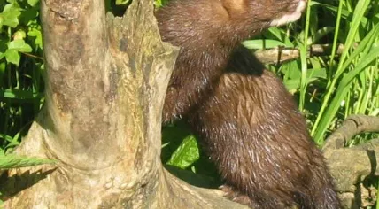 The European Mink