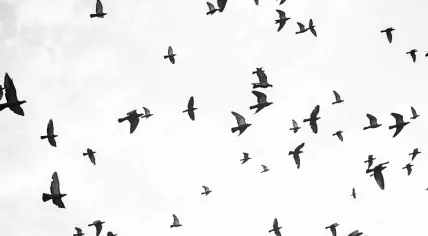 Birds in flight