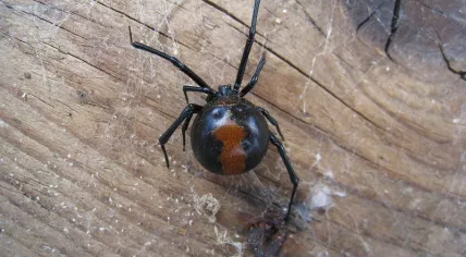 Redback Spider