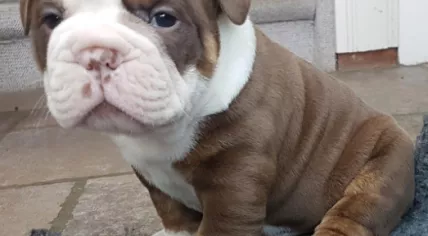 One of four Old English Bulldog puppies stolen from De Mekkerbek in Baarle-Nassau, 25 Jan 2017