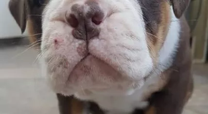 One of four Old English Bulldog puppies stolen from De Mekkerbek in Baarle-Nassau, 25 Jan 2017