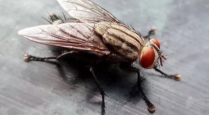 Housefly