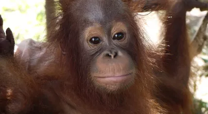 A young orangutan 