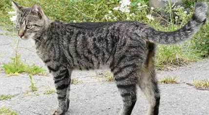 Tabby cat