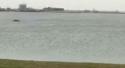 Humpback whale spotted in the port of Den Helder, 27 Feb 2017