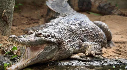 A false gharial at Artis zoo