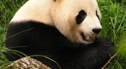 Giant Panda