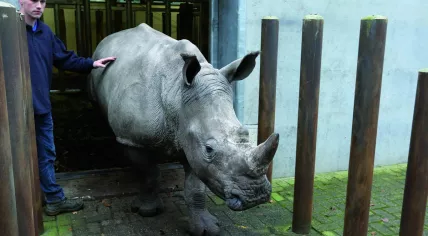 Rhino Vince at Burgers' Zoo