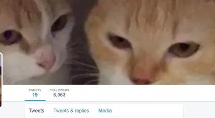Twitter account for Geert Wilders' cats