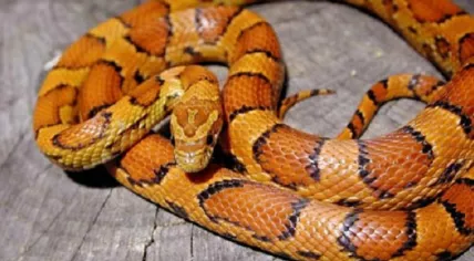Rat snake on the loose in Etten-Leur, 