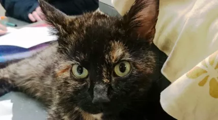 Pepper the cat
