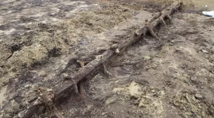13,000 year old remains of a pine tree found in Leusden, Utrecht, March 2017