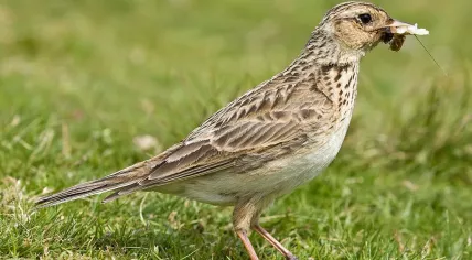 Skylark