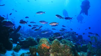 Curacao Reef