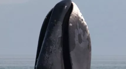 A bowhead whale breaching in Ulbansky Bay