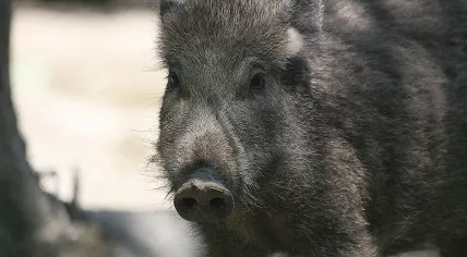 Wild boar