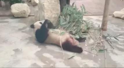 Giant Panda Wu Wen at Ouwehands Zoo in Rhenen, Utrecht